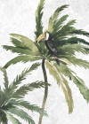 Tropical Toucan