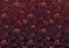 Tulipe - View 1