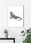 Iguana White