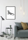 Iguana White