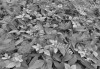 Forest Floor - View 1