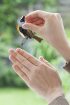 Birds - View 1
