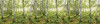 Birch Trees - View 1