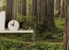 Redwood Trail - View 1
