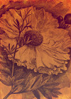 Harvest - View 1
