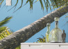 Coconut Heaven II  - View 1