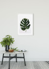 Monstera Leaf