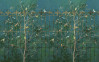 Birdsong Breeze - View 1