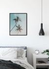 Miami Palms