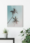 Miami Palms