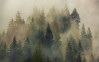 Mystical Firs - View 1