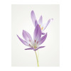 Blossom Splendor  - View 1