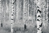 Woods - View 1