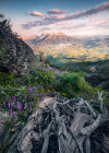 Flowering Tales - View 1