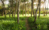 Blütenzauberwald - View 1