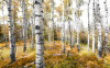 Colorful Aspenwoods - View 1