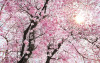 Bloom - View 1