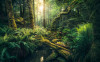 Elves Cathedral - View 1