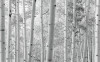 Espenwald - View 1
