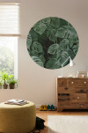 Novel Monstera - View 1