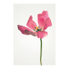 Blossom Splendor  - View 1