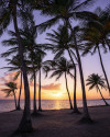 Palmtrees on Beach - View 1