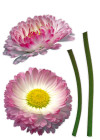 Daisy - View 1