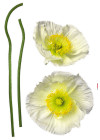 Pavot Blanc - View 1