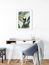 Toco Toucan