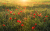 Poppy World I - View 1