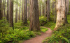 Redwood Trail - View 1