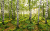 Birch Trees - View 1