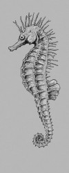 Sea Horse - View 1