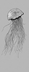 Jellyfish - View 1