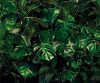Tropical Wall - View 1