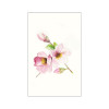 Magnolia Breathe