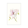 Magnolia Shine
