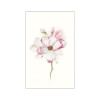 Magnolia Blossom