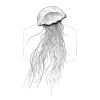 Jellyfish White