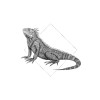 Iguana White