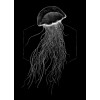 Jellyfish Black
