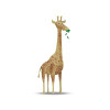 Cute Animal Giraffe