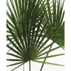 Palmtree Leaves