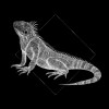 Iguana Black