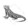 Iguana White