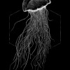 Jellyfish Black