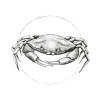 Crab White