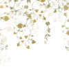 Hedera