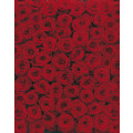Roses - Thumbnail View 1