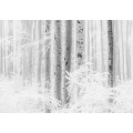 Winter Wood - Thumbnail View 1